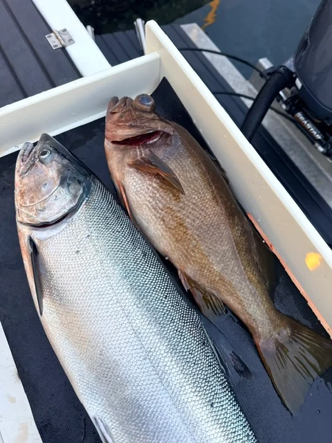 Two fish resting in a white catch tray aboard the boat