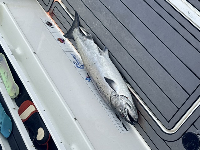 Fresh salmon on the deck of the charter boat