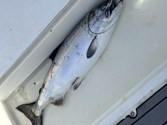 Fresh salmon safely landed aboard the boat