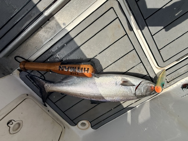 Salmon catch on the deck with trolling gear