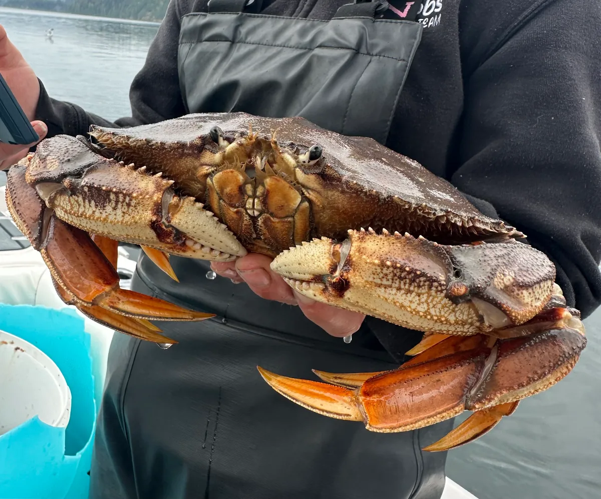 Close view of a Dungeness crab held aboard a boat