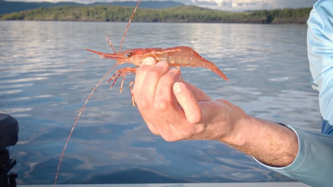 A prawn held beside the water, photographed by Randy