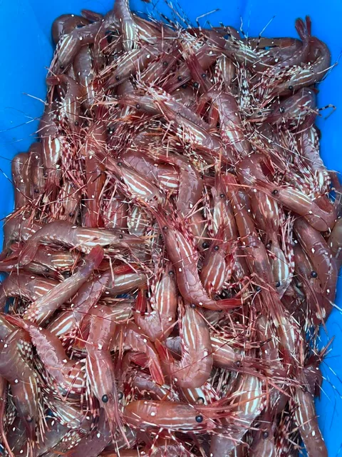 Prawns in a blue container, photographed by Randy